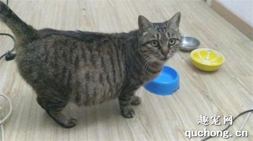 一份完整的猫咪备孕、怀孕、分娩必读知识