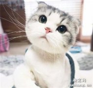 <b>教你如何选购折耳猫？</b>