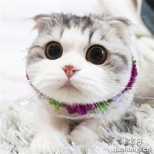 教你如何选购折耳猫?