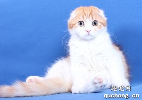 教你如何选购折耳猫?