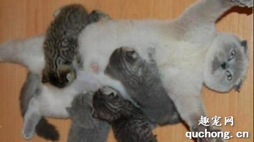猫咪生产之后需要注意什么?