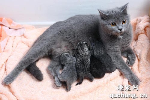 猫咪生产之后需要注意什么?