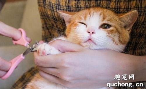 如何给猫咪修剪指甲?