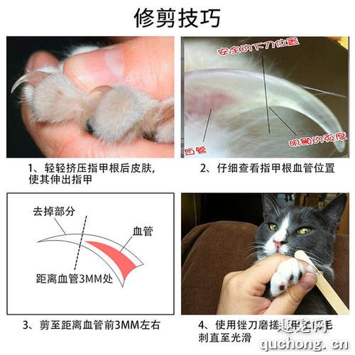 如何给猫咪修剪指甲?