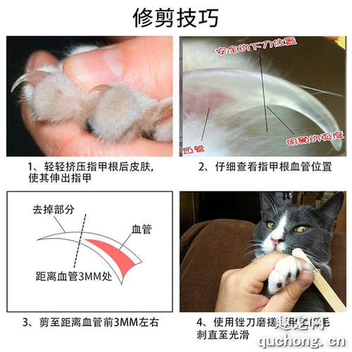 如何给猫咪修剪指甲？