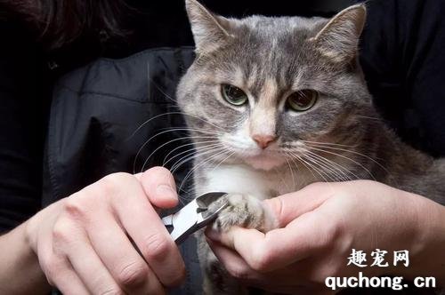 如何给猫咪修剪指甲?