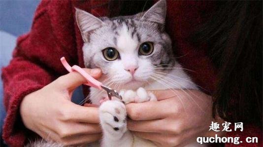 如何给猫咪修剪指甲?
