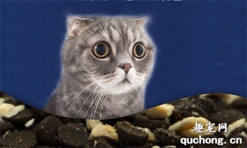 布偶猫吃什么猫粮比较好?