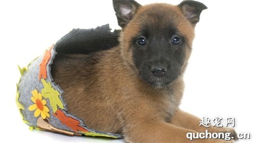 幼年马犬怎么看纯不纯?
