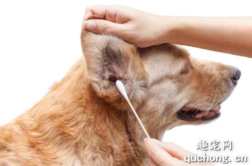 狗狗耳朵脏兮兮，该怎样清理？