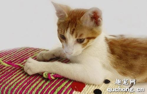 如何去除猫尿的味道?