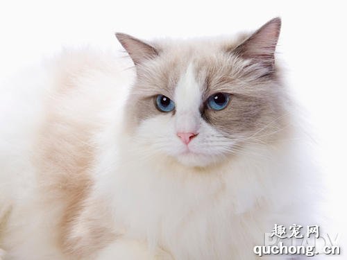 如何去除猫尿的味道?
