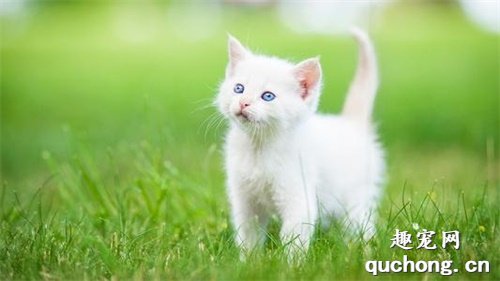6周到12周大的小猫咪，如何让它更好的成长？