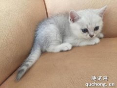 <b>多久清洗一次猫砂箱最好？</b>