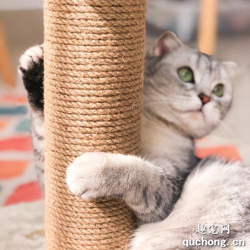 如何给猫选购猫抓架?