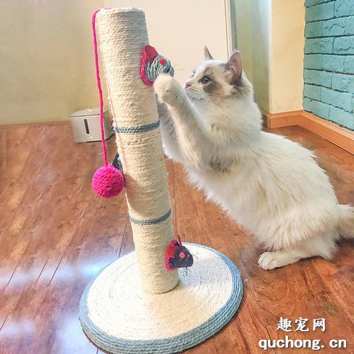 如何给猫选购猫抓架?