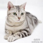 <b>世界名猫之美国短毛猫品种介绍</b>