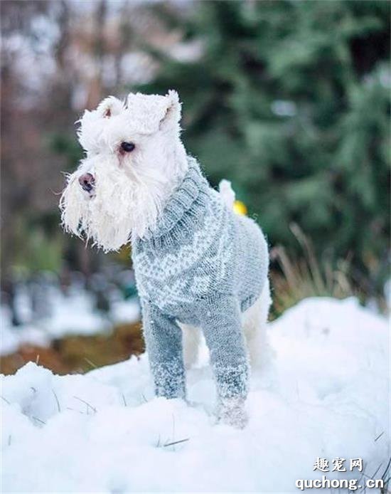 <b>听说下雪天汪星人和各种好看的小毛衣更配哦～</b>