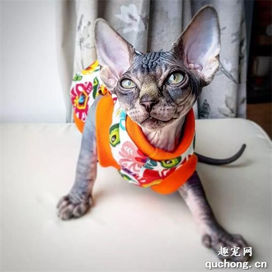 斯芬克斯猫美图,斯芬克斯猫萌照,斯芬克斯猫摄影,斯芬克斯猫图片