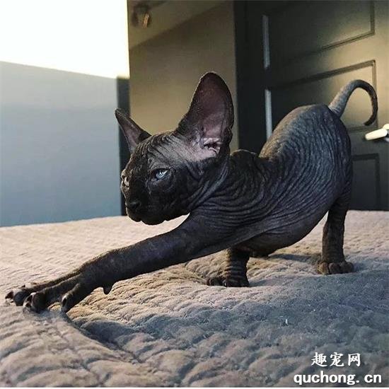 斯芬克斯猫美图,斯芬克斯猫萌照,斯芬克斯猫摄影,斯芬克斯猫图片