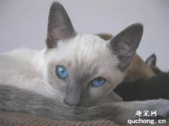 <b>8张非常漂亮的暹罗猫图片</b>