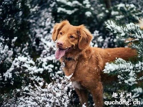 冬天养狗常见的6个误区
