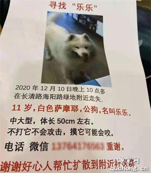 一只叫乐乐的11岁狗狗,回不了家了