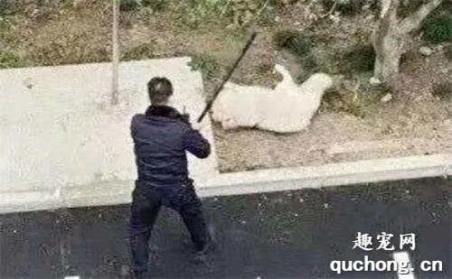 一只叫乐乐的11岁狗狗，回不了家了