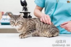 <b>猫咪要不要注射狂犬疫苗？多大的时候注射？</b>