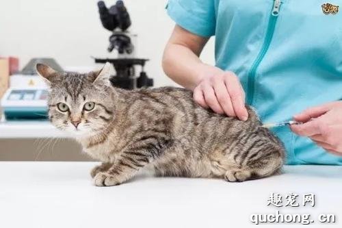 猫咪要不要注射狂犬疫苗?多大的时候注射?