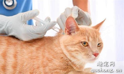 猫咪要不要注射狂犬疫苗?多大的时候注射?