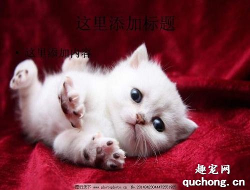 猫咪便血什么原因?怎么解决?