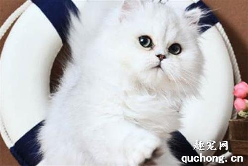 猫咪便血什么原因?怎么解决?