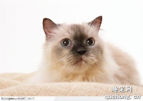 猫咪打喷嚏是什么原因?怎么治疗?