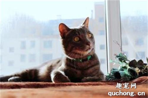 如何让你的猫在独处的时候更有乐趣?