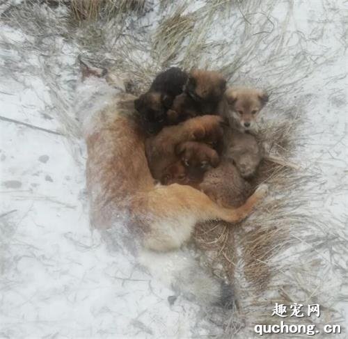 狗妈妈走失，零下20度被冻死在雪地，用身体温暖怀中7只幼崽...