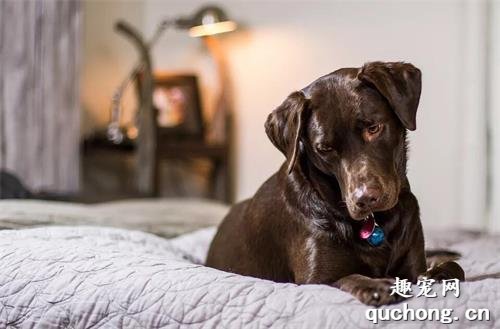 为什么狗狗总爱偷偷跑到床上睡觉？
