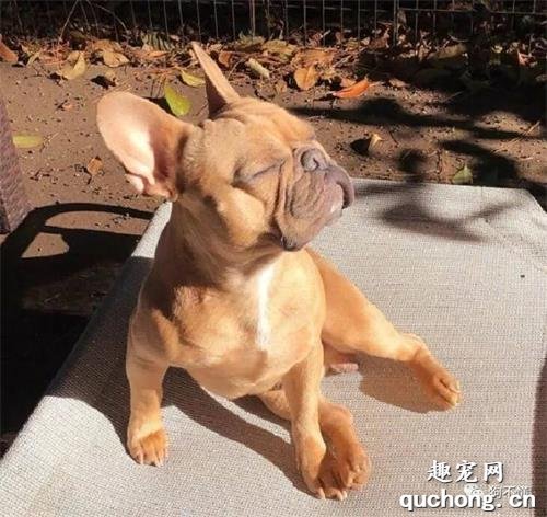 为什么狗喜欢晒太阳？