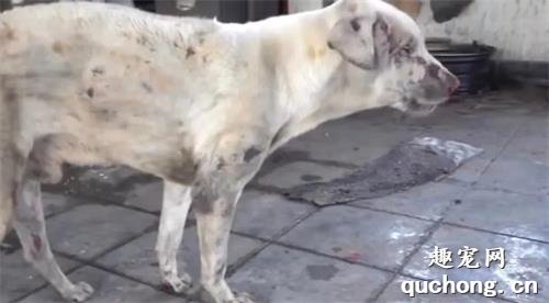 <b>主人在煤气管道爆炸中丧生，宠物狗仍在守着“她”，拒绝离开…</b>