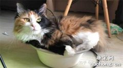 <b>长毛三花猫是什么品种?</b>