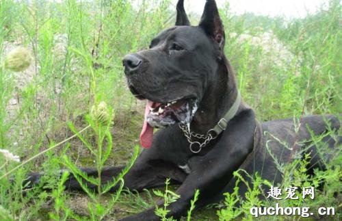 大丹犬和杜宾犬的区别