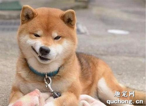 怎么帮狗狗预防骨骼疾病？
