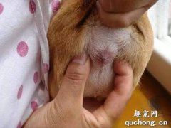 <b>狗狗的肛门腺如何检查和清理？</b>
