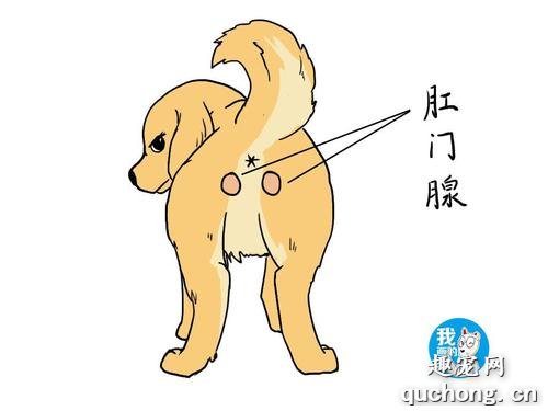 狗狗的肛门腺如何检查和清理？