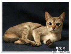 <b>新加坡猫多少钱一只？新加坡猫的价格是多少？</b>