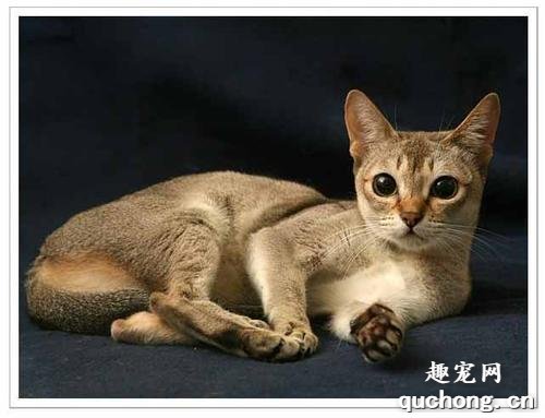 新加坡猫多少钱一只？新加坡猫的价格是多少？