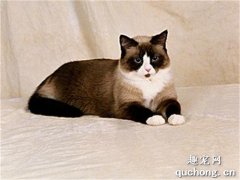 <b>雪鞋猫多少钱一只？雪鞋猫价格</b>