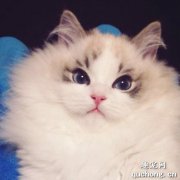 猫体内有虫的症状是什么?