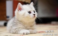 <b>母猫第一胎成活率 猫崽多少天过危险期?</b>
