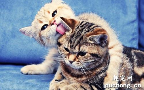 三个月大猫咪吃什么最好 给猫咪吃鸡胸肉优缺点
